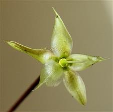  Flower with calyx and pistil
